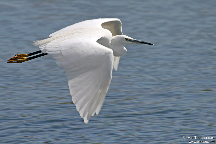 Aigrette garzette