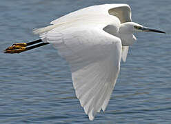 Aigrette garzette