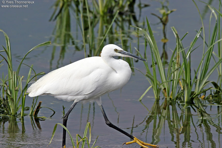 Little Egret