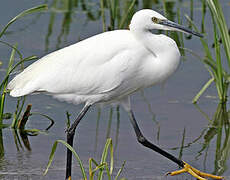 Little Egret