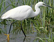 Aigrette garzette