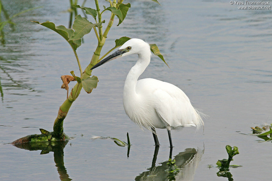 Aigrette garzette