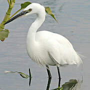 Little Egret