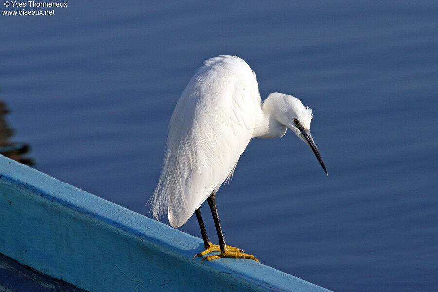 Aigrette garzette