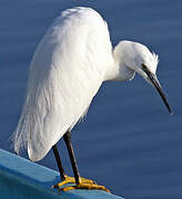 Aigrette garzette