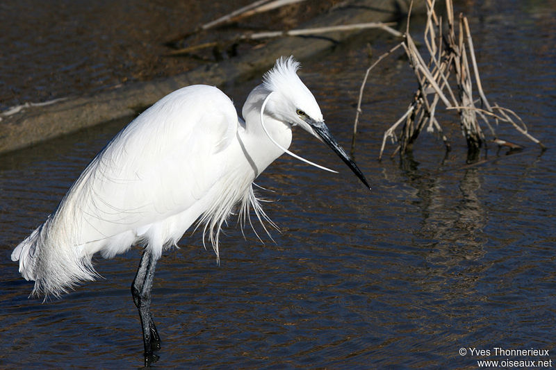 Little Egret