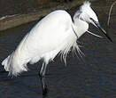 Aigrette garzette