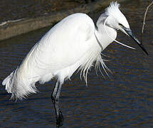 Little Egret