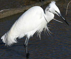 Aigrette garzette