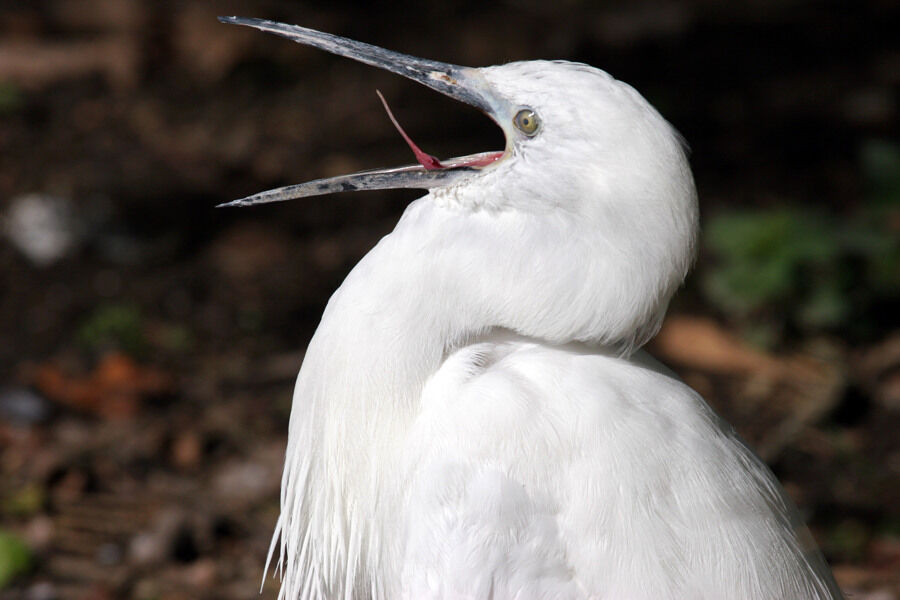 Little Egret