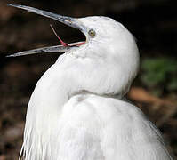 Aigrette garzette