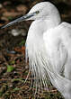 Aigrette garzette