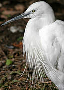 Aigrette garzette