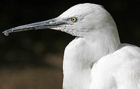 Little Egret