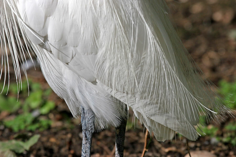 Little Egret