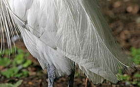 Little Egret