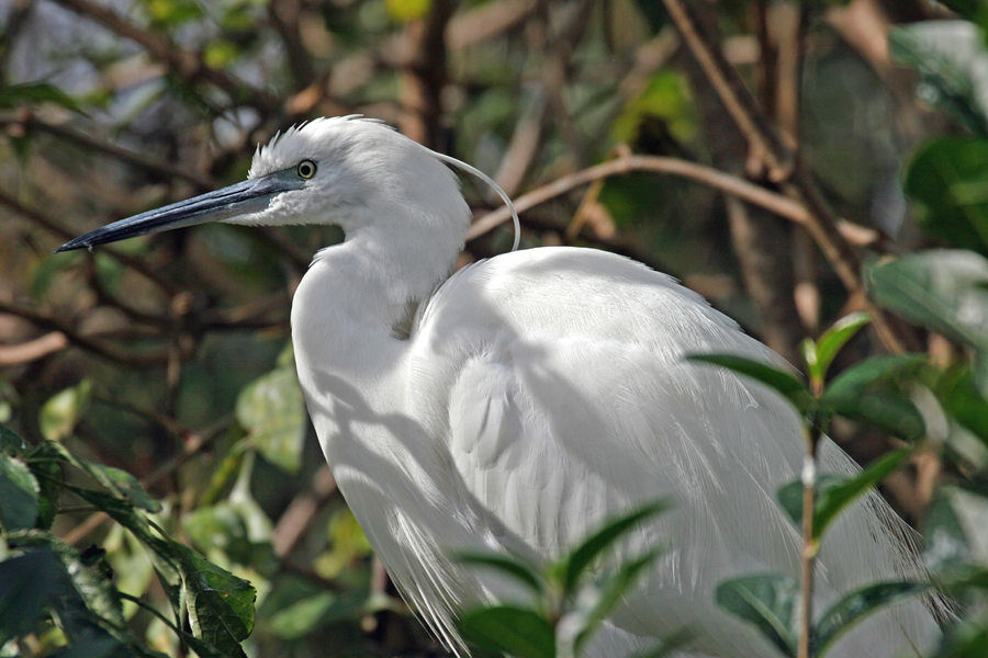 Aigrette garzette