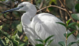 Little Egret