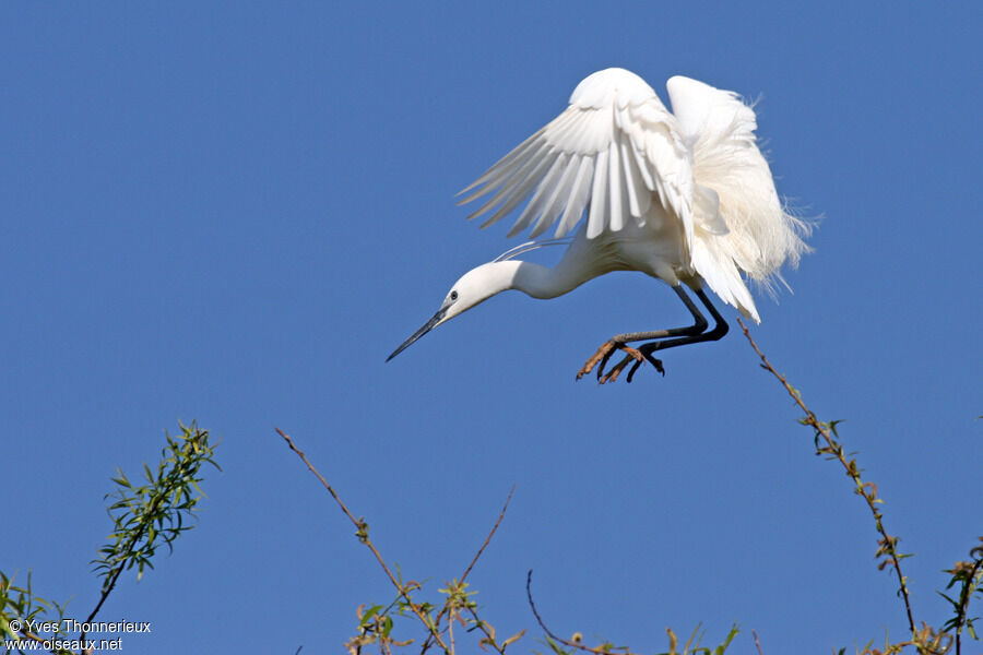 Aigrette garzette