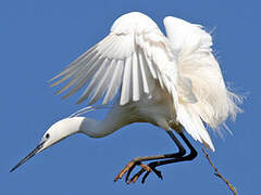 Aigrette garzette