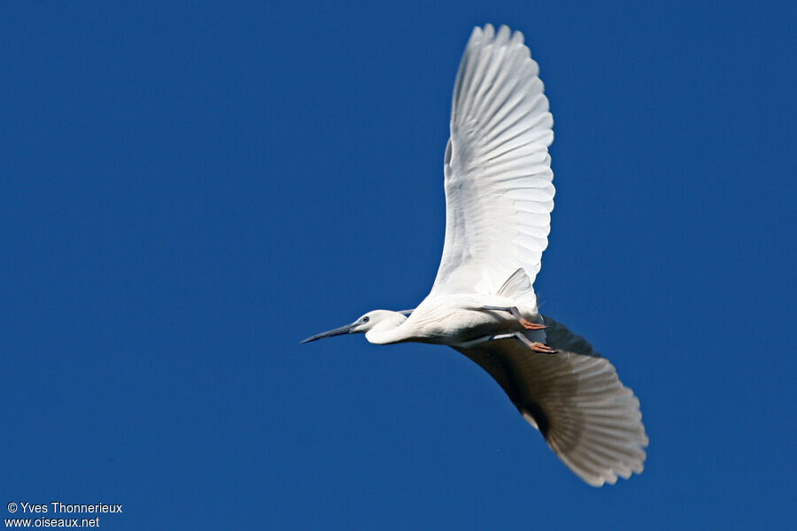 Aigrette garzette