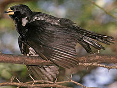 White-billed Buffalo Weaver