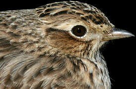 Eurasian Skylark