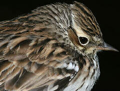 Woodlark