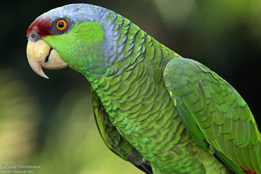 Lilac-crowned Amazonadult