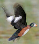 African Pygmy Goose