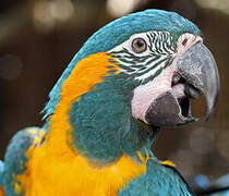 Blue-throated Macaw