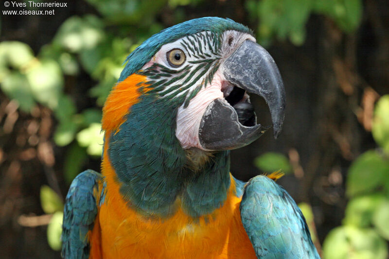 Blue-throated Macawadult