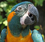 Blue-throated Macaw