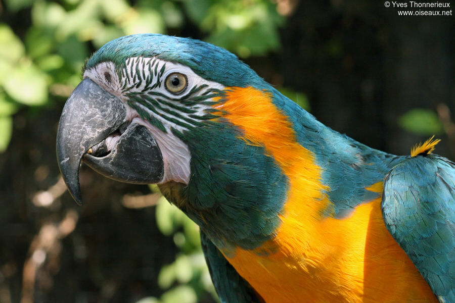 Blue-throated Macawadult