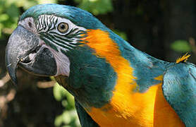 Blue-throated Macaw