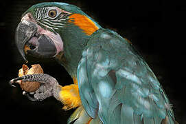 Blue-throated Macaw