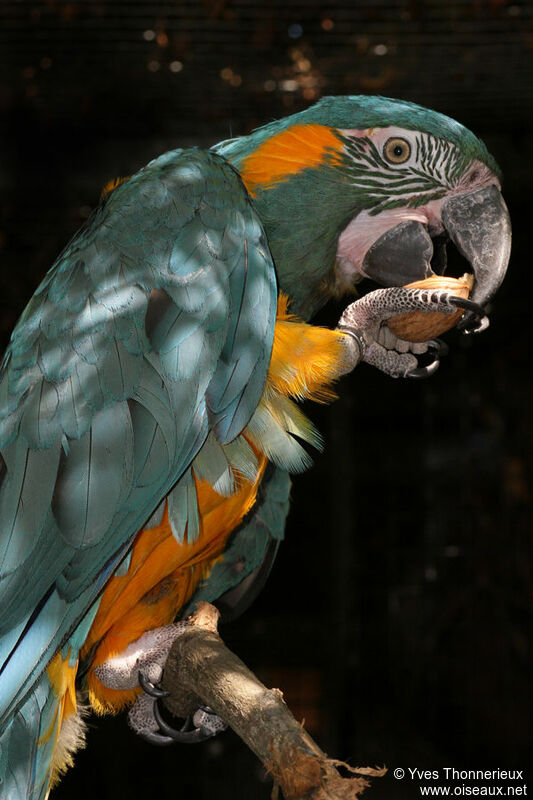 Blue-throated Macawadult