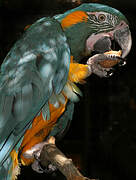 Blue-throated Macaw