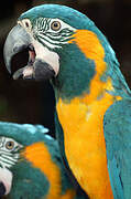 Blue-throated Macaw