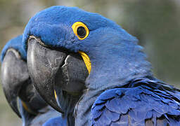 Hyacinth Macaw