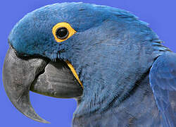 Hyacinth Macaw