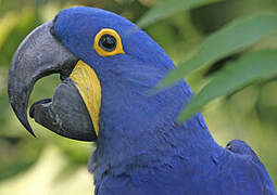 Hyacinth Macaw