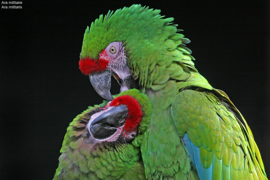 Military Macaw 