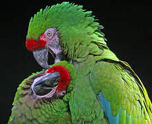 Military Macaw