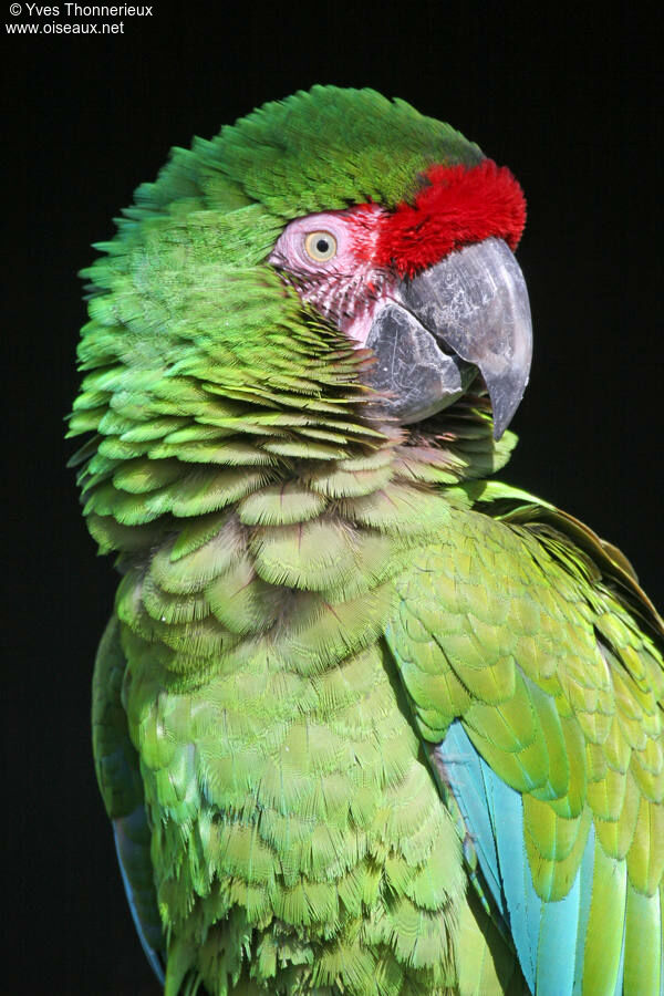 Military Macaw