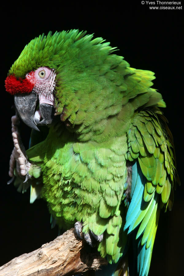 Military Macaw