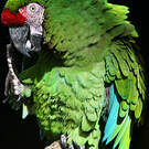 Ara militaire