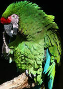 Military Macaw