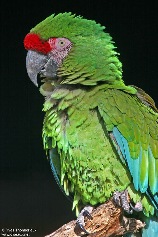 Military Macaw