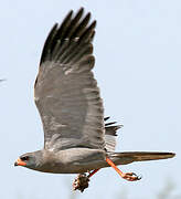 Dark Chanting Goshawk